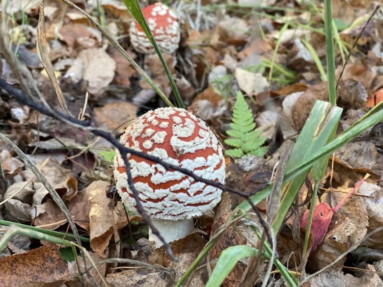 Кто ест мухоморы