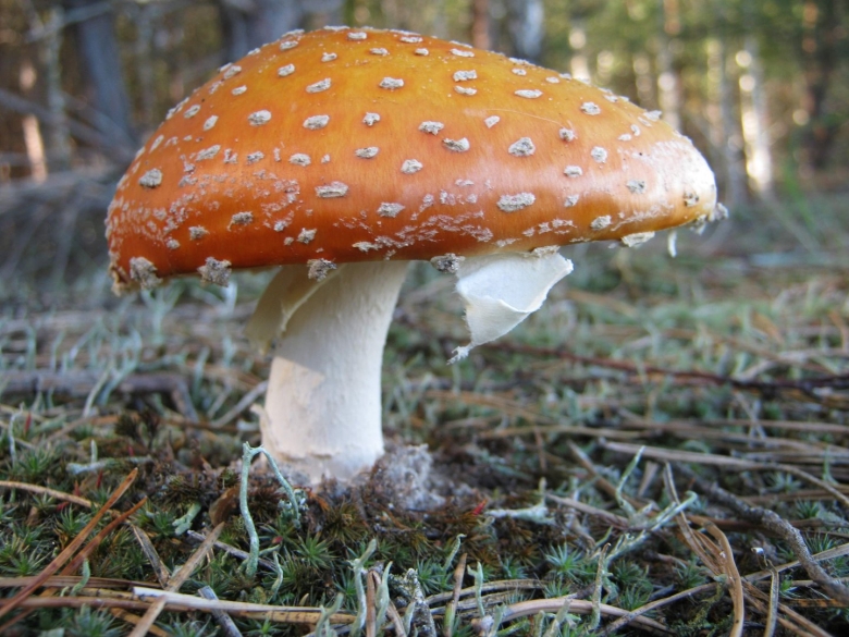 Аманита Мускария зеленая