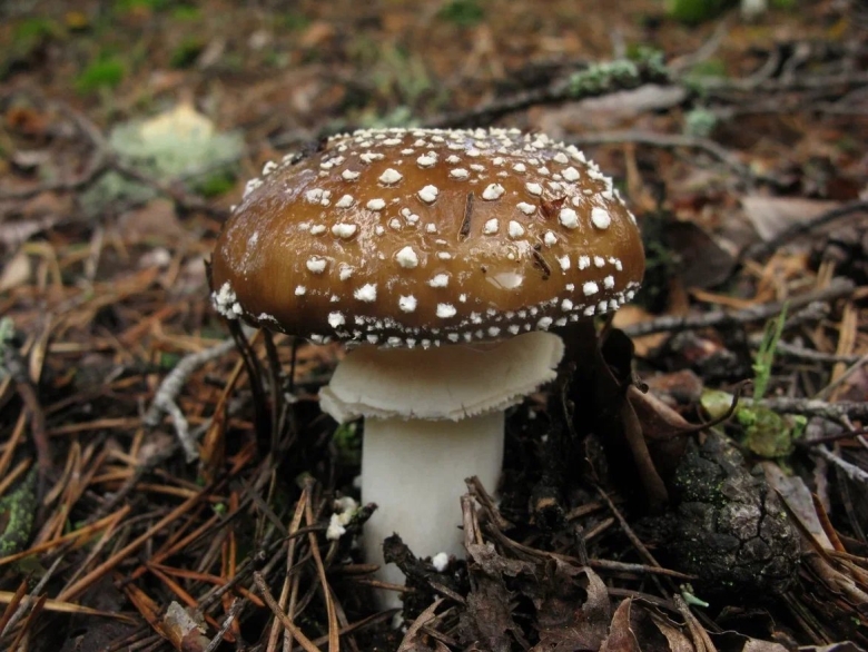 Коричневый мухомор