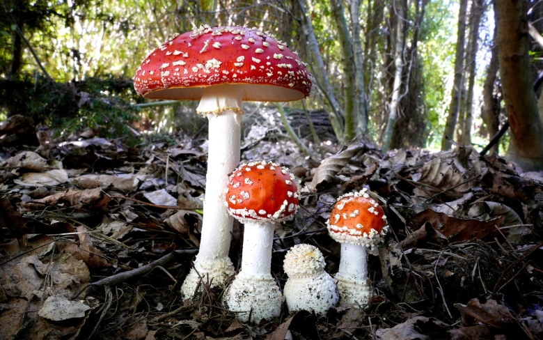 Аманита Мускария зеленая