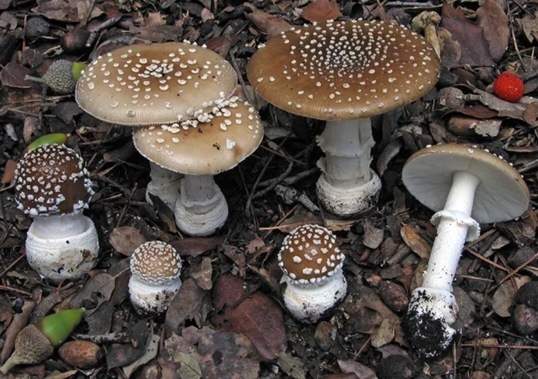 Мухомор пантерный