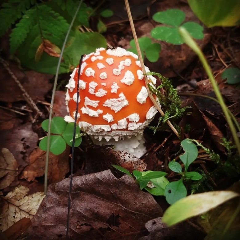 Мухомор красный маленький