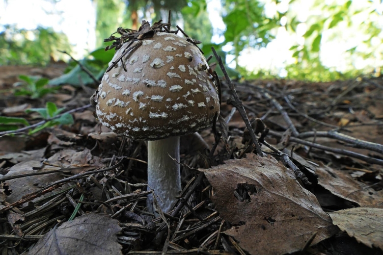 Мухомор пантерный гриб