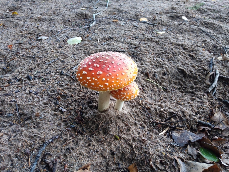 Мухомор аманита