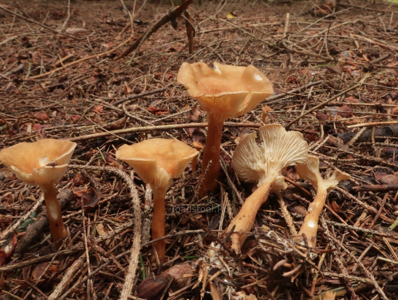 Говорушка ворончатая clitocybe gibba