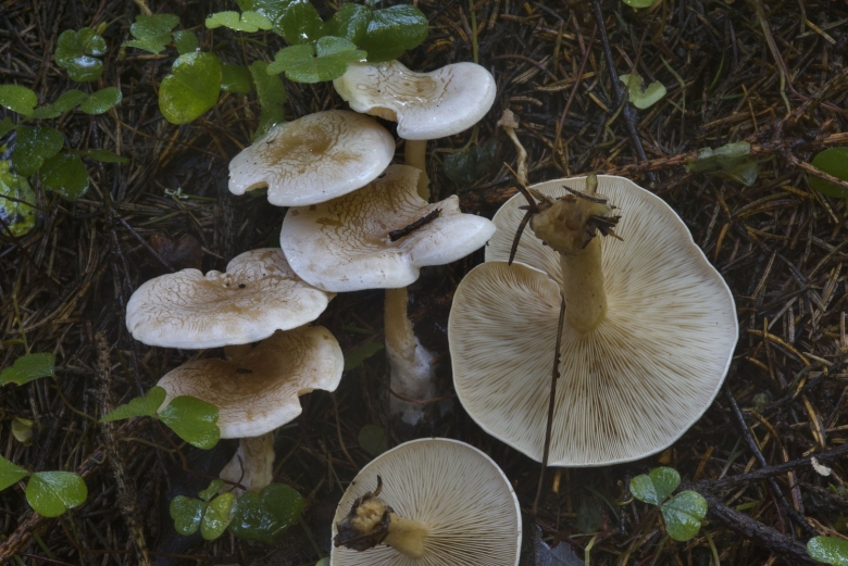 Говорушка восковатая гриб