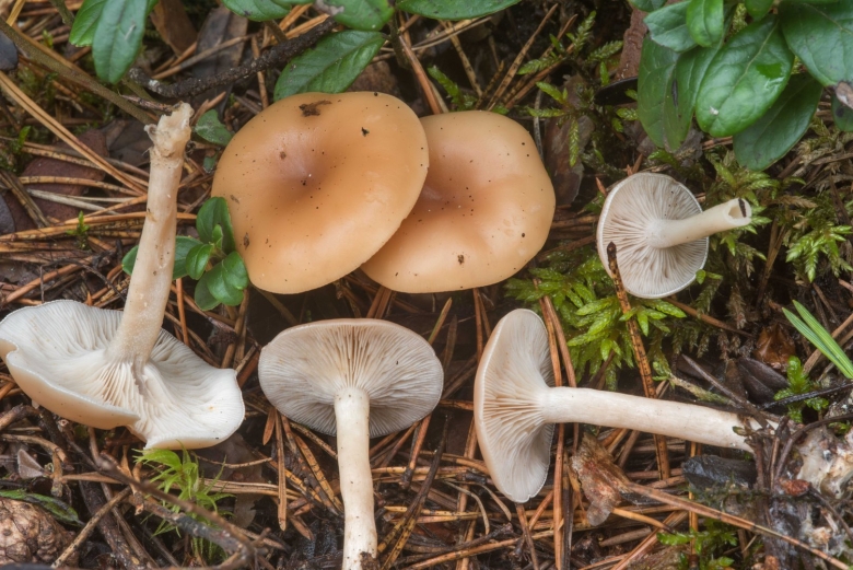 Говорушка ворончатая съедобная