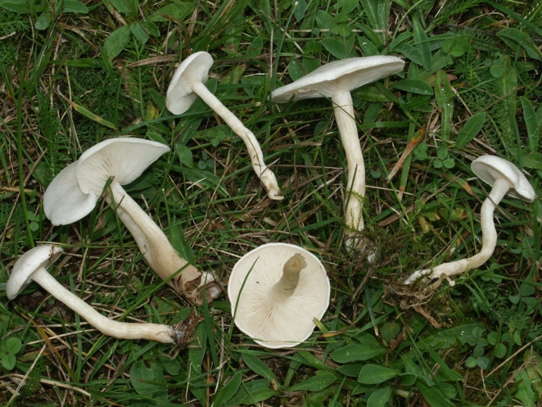 Говорушка беловатая (clitocybe dealbata)