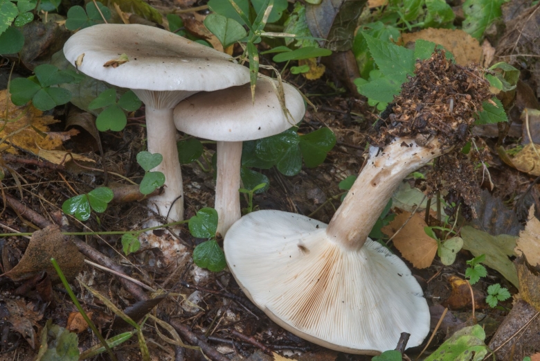 Дымчатая говорушка Clitocybe nebularis