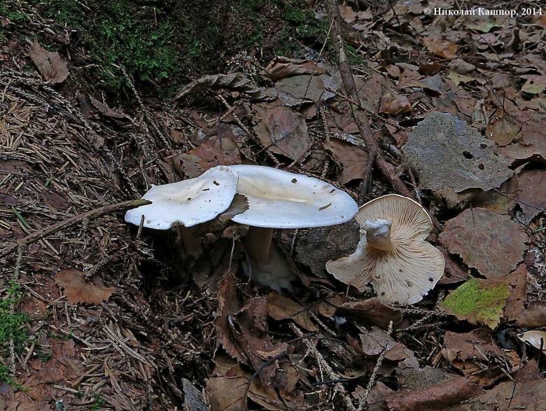 Говорушка белосвинушка гриб