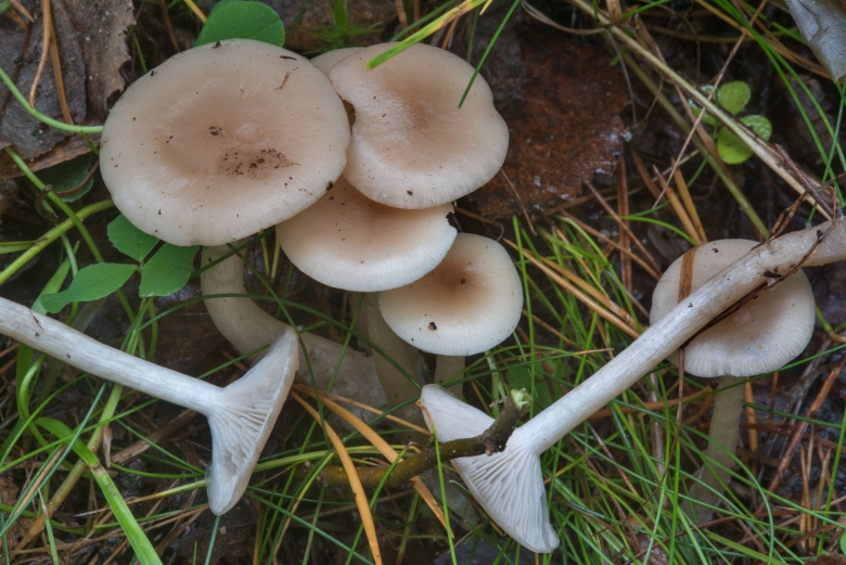 Говорушка ворончатая съедобная