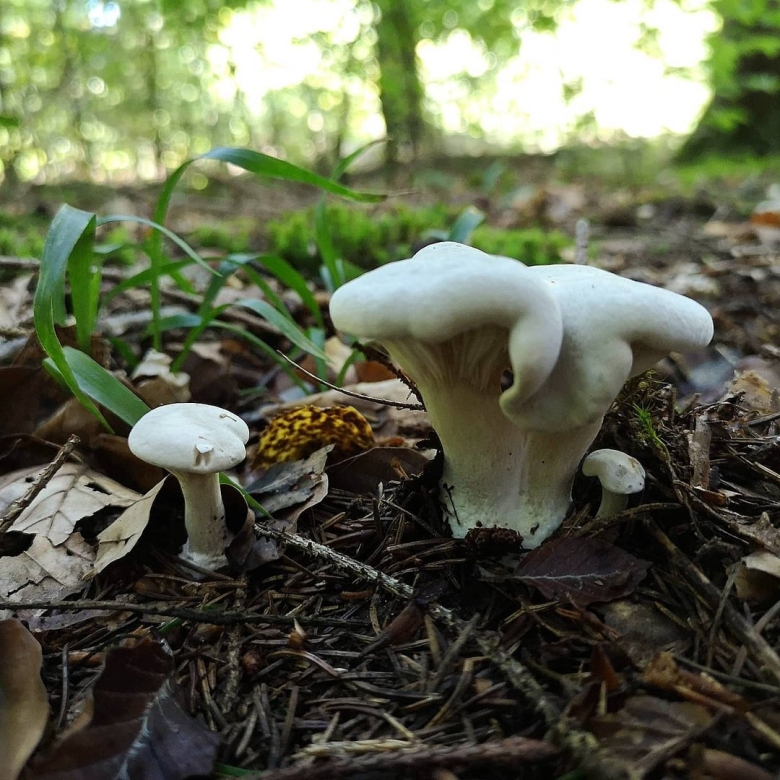 Подвишенник гриб