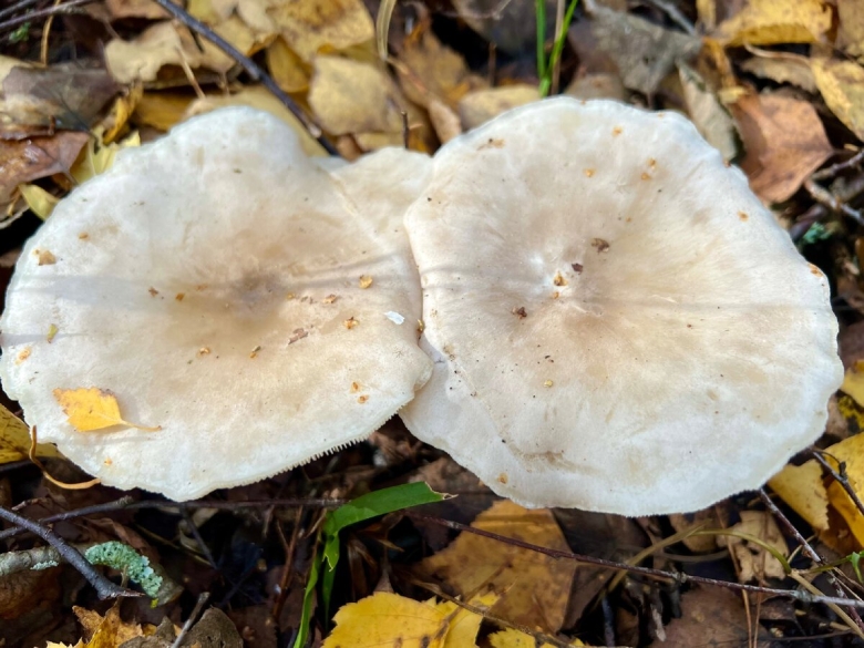Дымчатая говорушка clitocybe nebularis