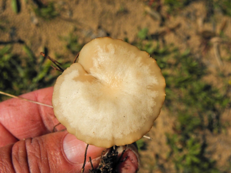 Опенок луговой негниючник