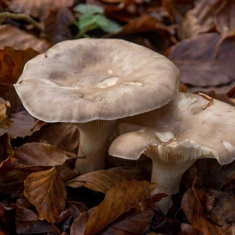 Гриб говорушка дымчатая