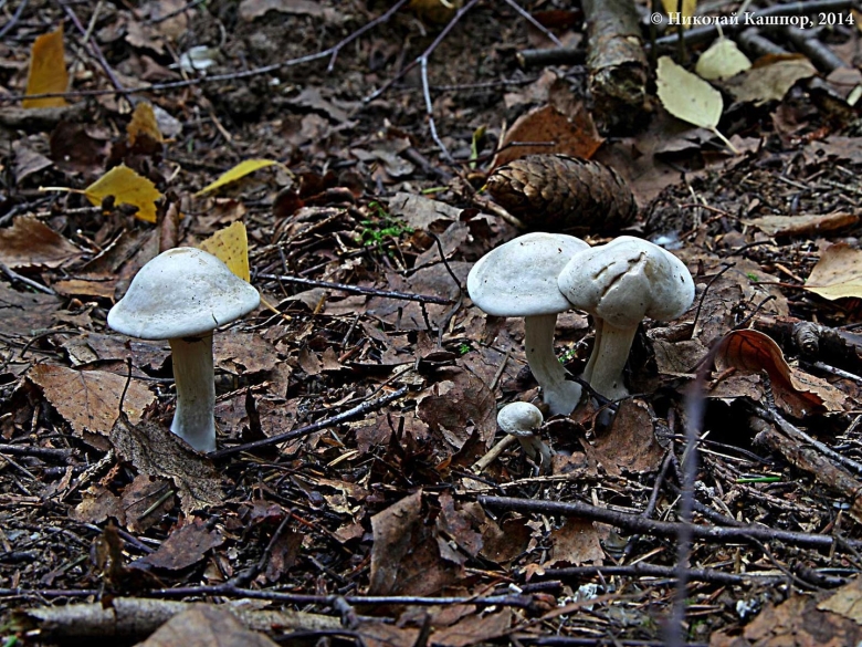 Гриб рядовка белая съедобная