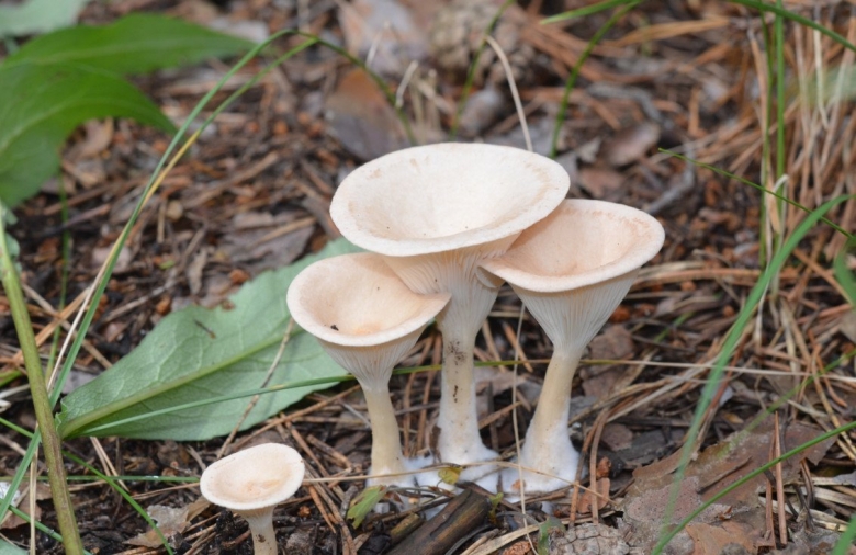 Говорушка ворончатая