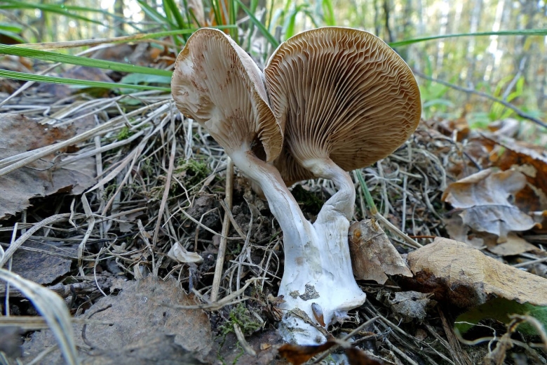 Ивишень гриб Clitopilus prunulus