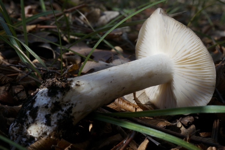 Рядовка голубиная tricholoma columbetta