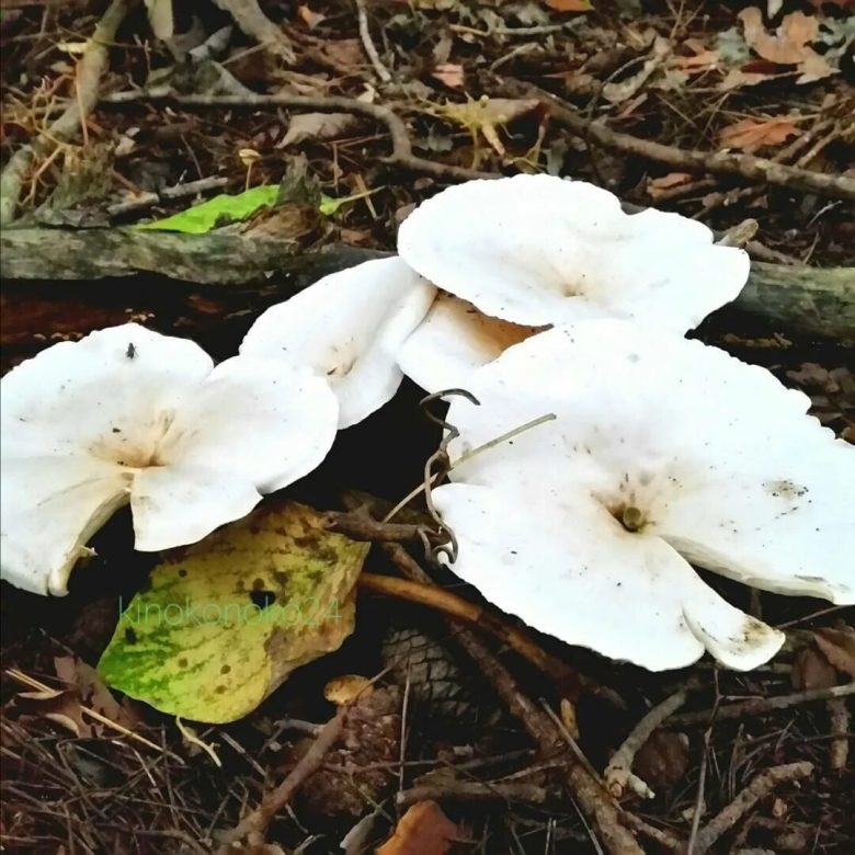 Говорушка восковатая