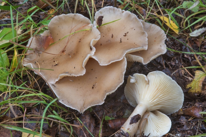 Говорушки грибы