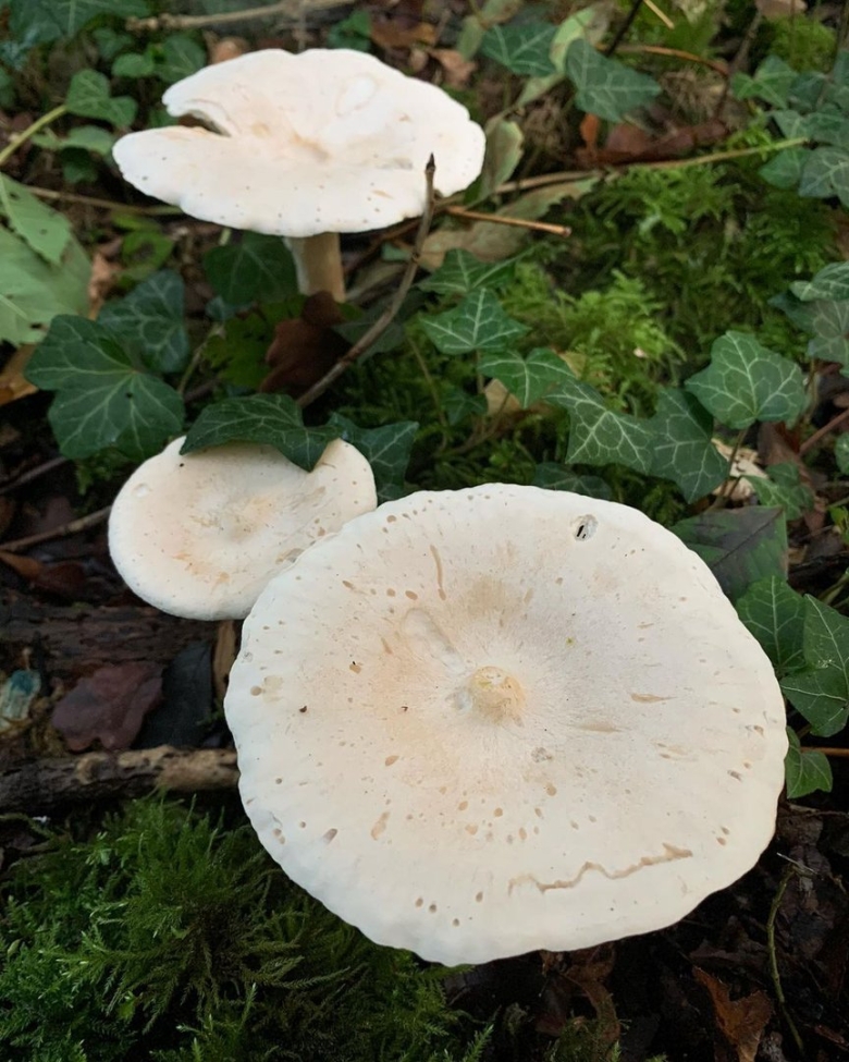 Говорушка восковатая гриб