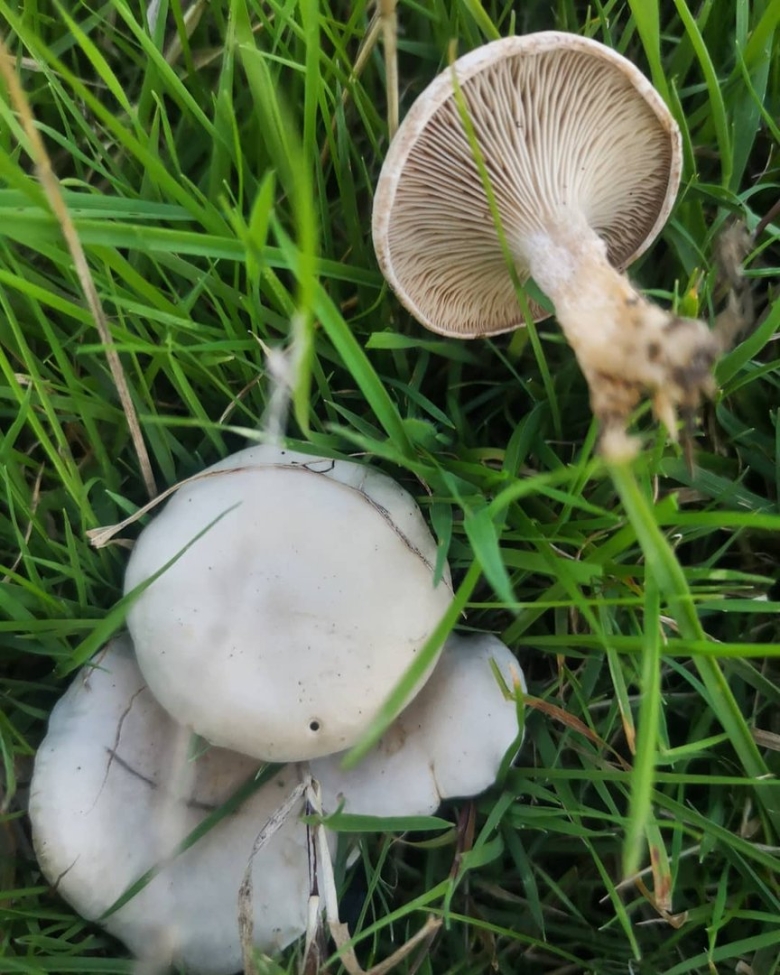 Гриб говорушка беловатая