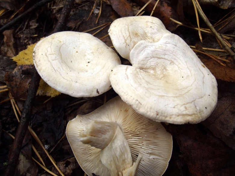 Говорушка восковатая гриб