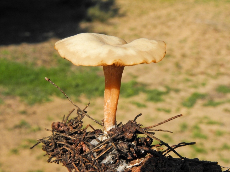 Говорушка воронковидная гриб