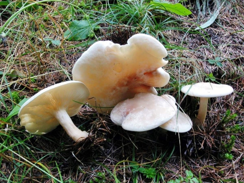 Говорушка беловатая съедобная