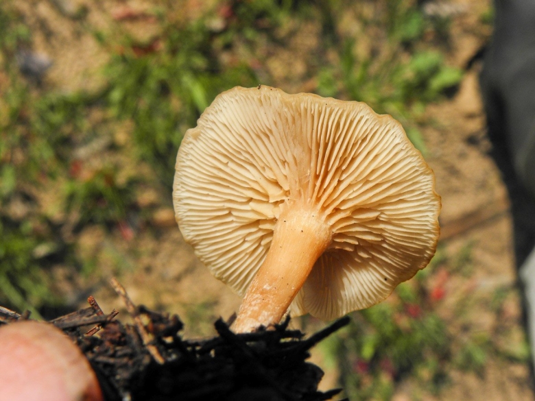 Млечник гриб