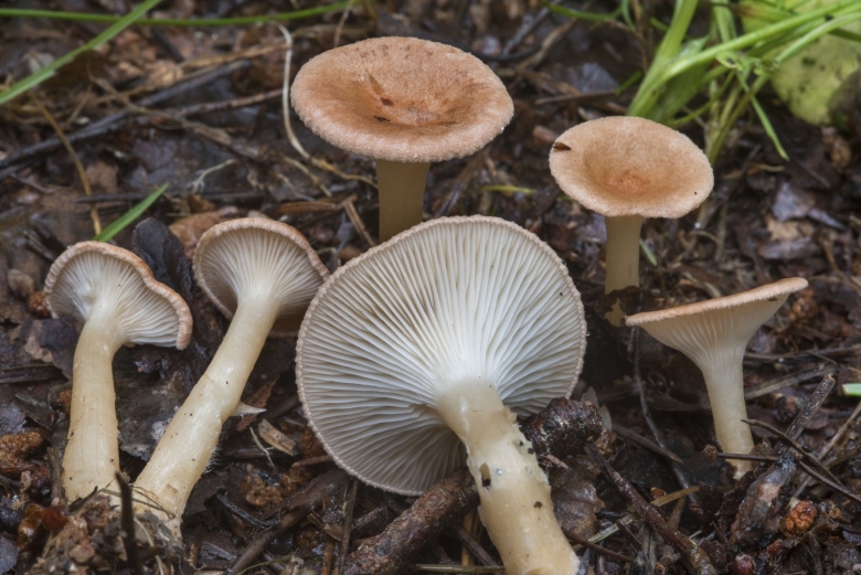 Говорушка булавоногая ampulloclitocybe clavipes