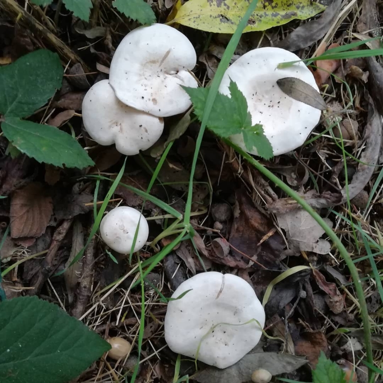 Гриб говорушка