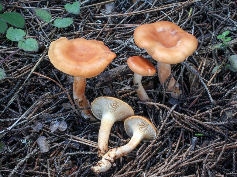 Говорушки грибы