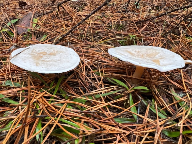 Говорушка белая гигантская