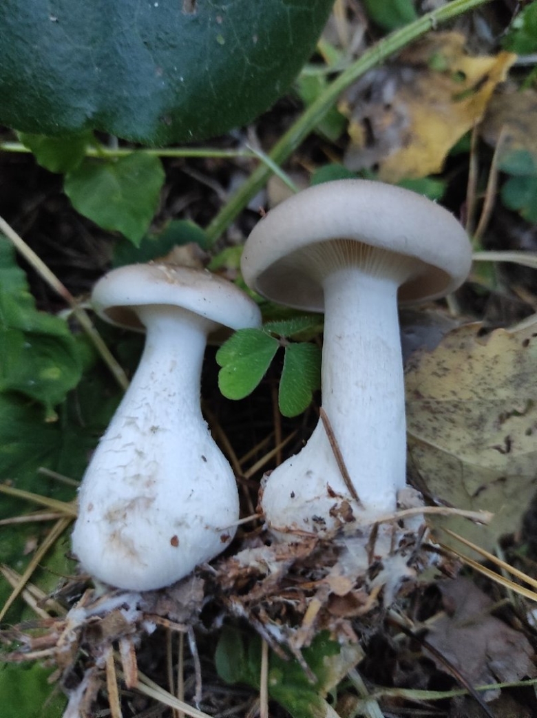 Угадай гриб по фото