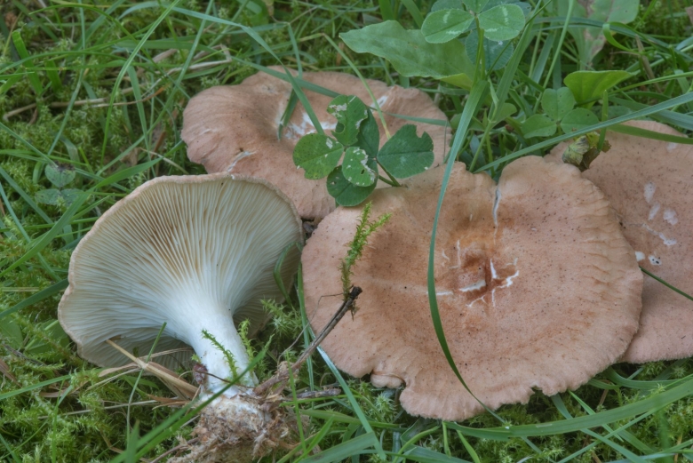 Clitocybe squamulosa