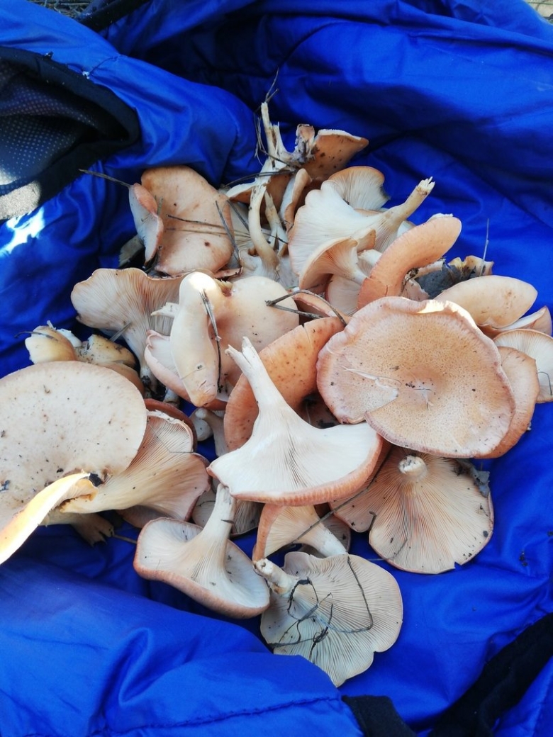 Говорушка восковатая