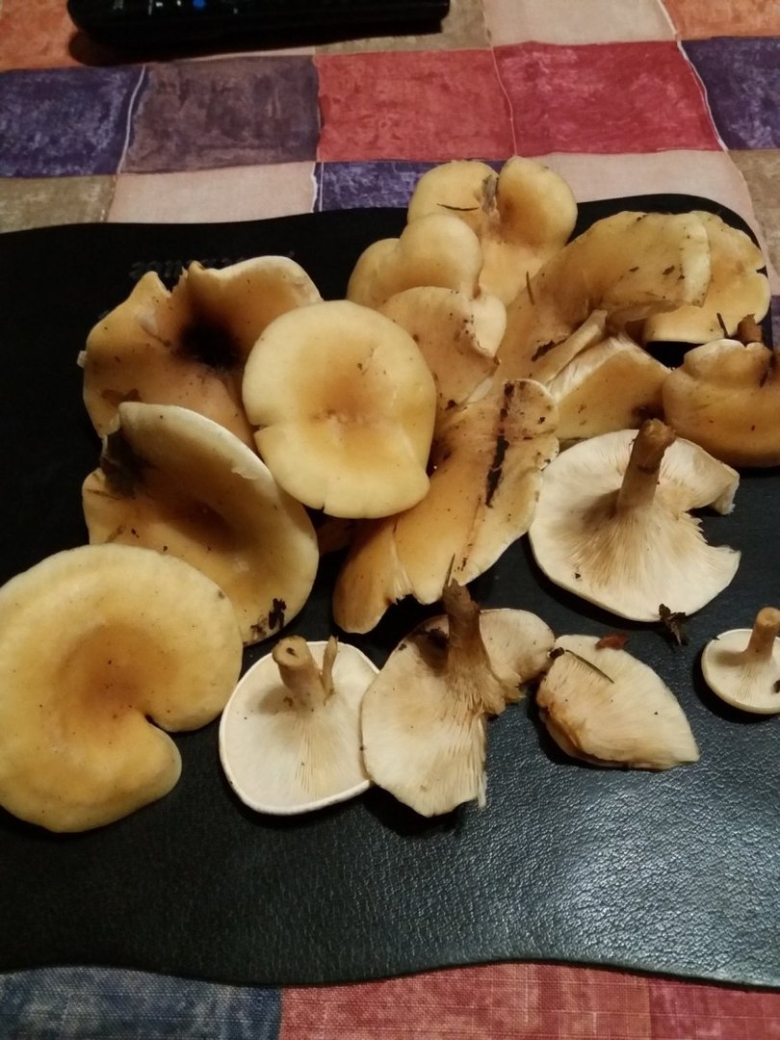 Говорушка гигантская съедобный гриб