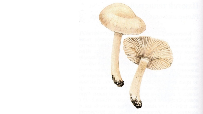 Говорушка хаутона