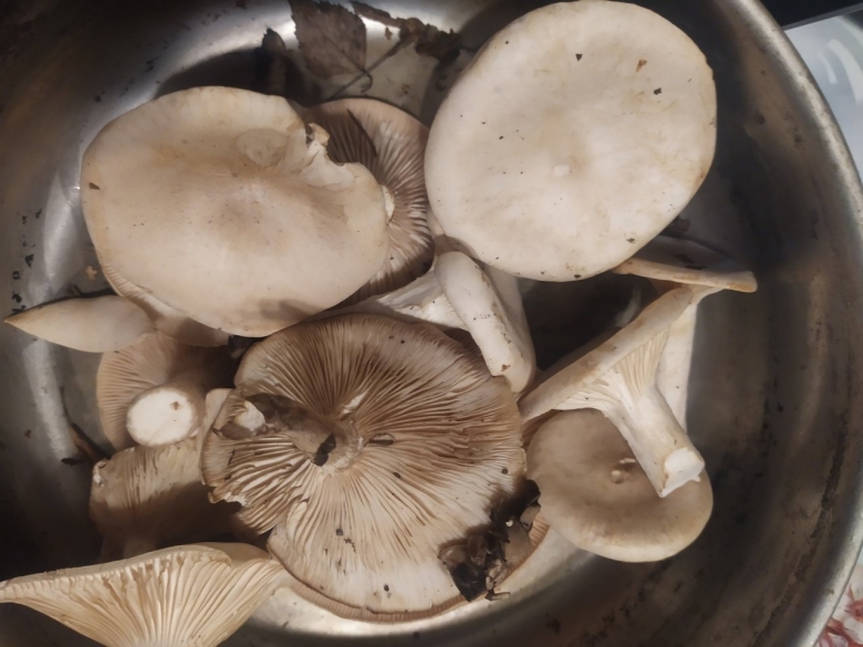 Говорушка ворончатая съедобная