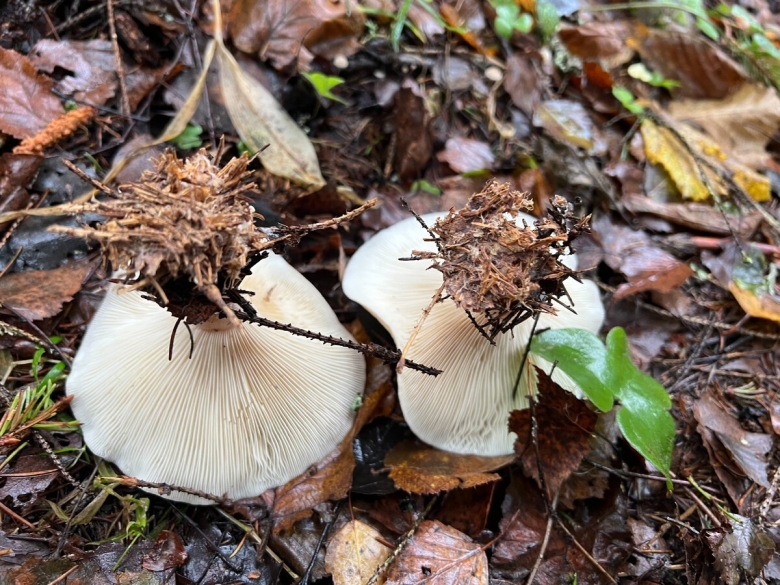 Говорушка восковатая clitocybe phyllophila