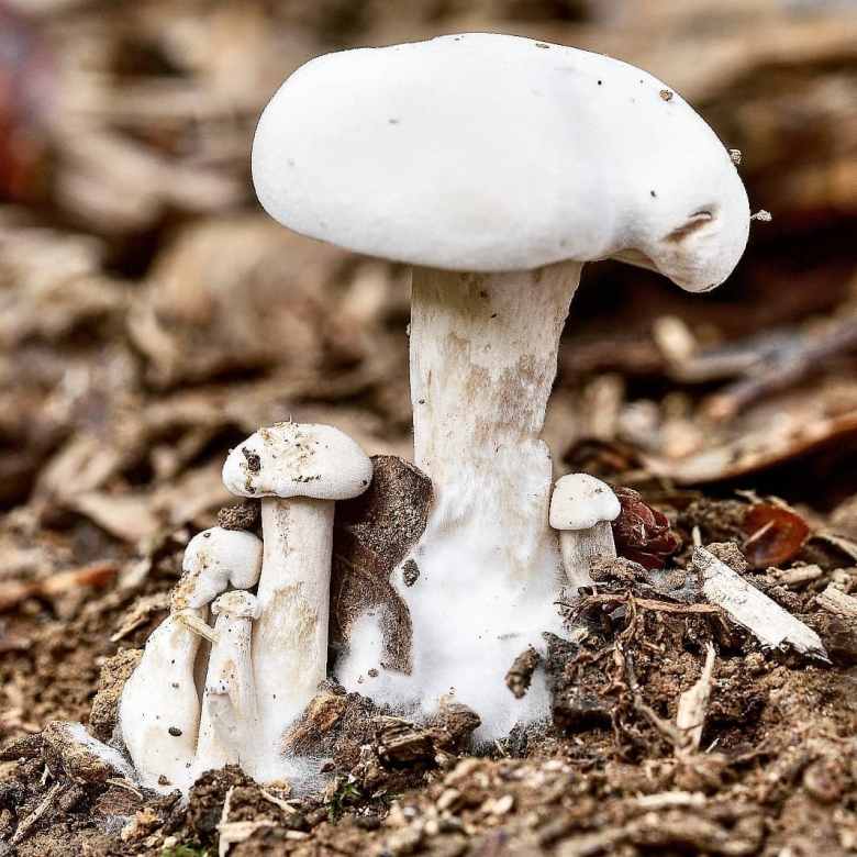 Ивишень гриб clitopilus prunulus