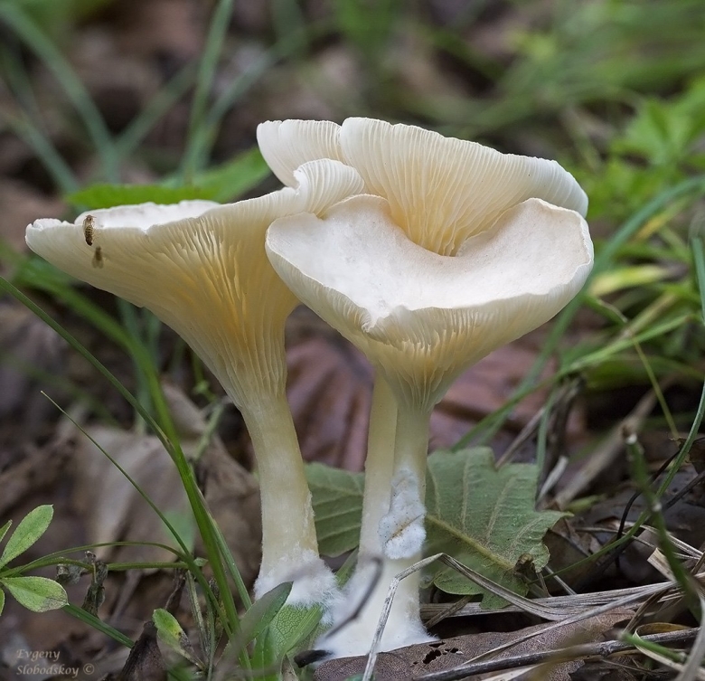 Говорушка ворончатая съедобная