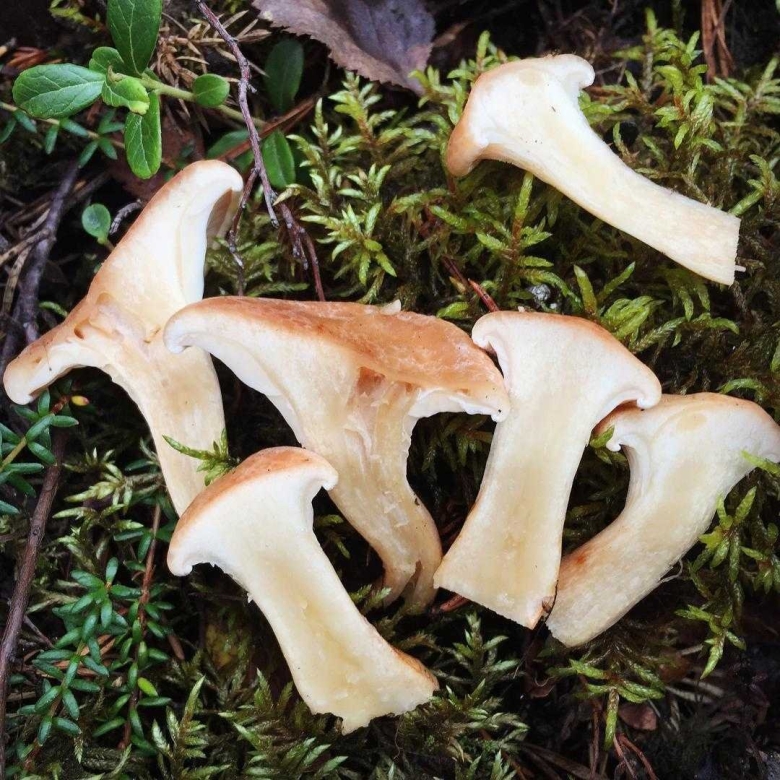 Говорушка ворончатая съедобная