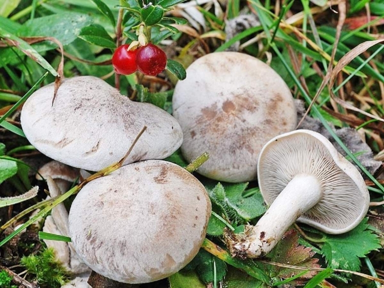 Говорушка восковатая.clitocybe cerussata