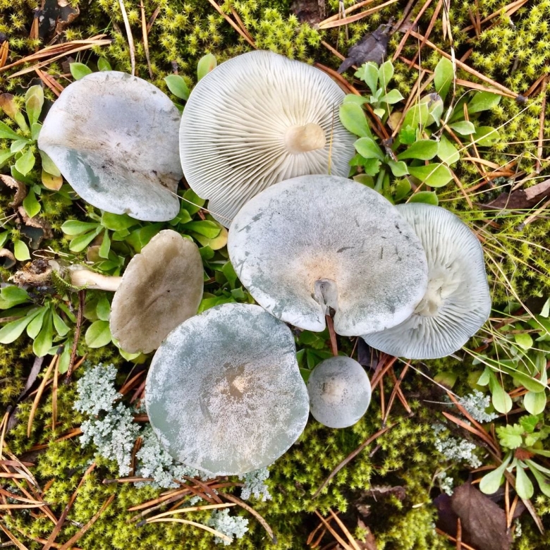 Грибы пластинчатые говорушка серая