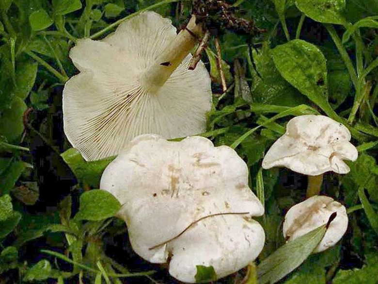 Clitocybe dealbata