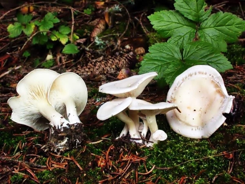 Говорушка восковатая