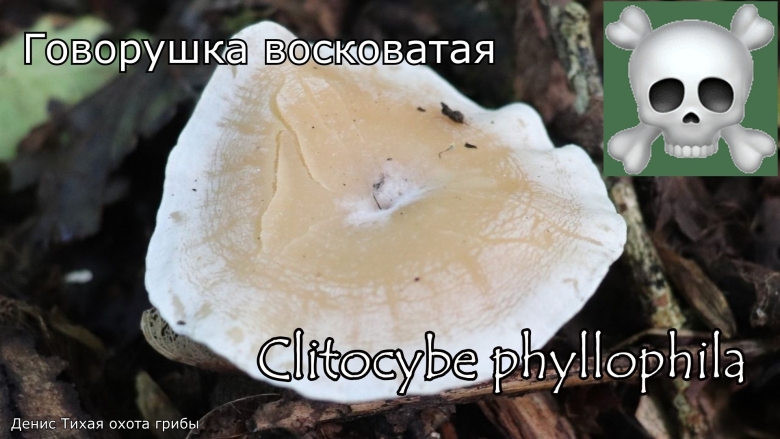Говорушка бледноокрашенная. clitocybe